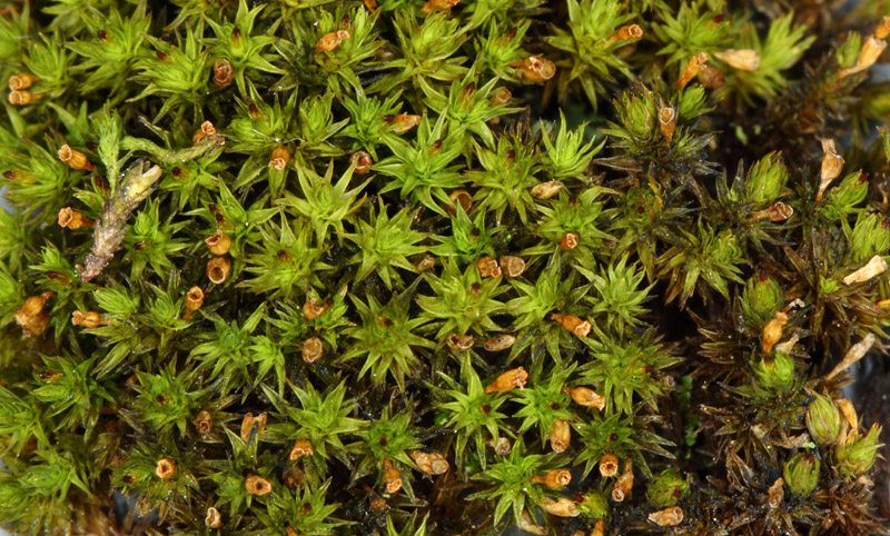 Ulota drummondii
